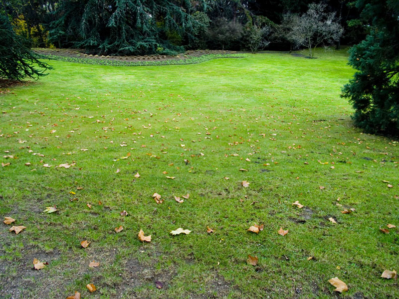 تصویر استاک چمن زار grass با کمی برگ خشک روی آن